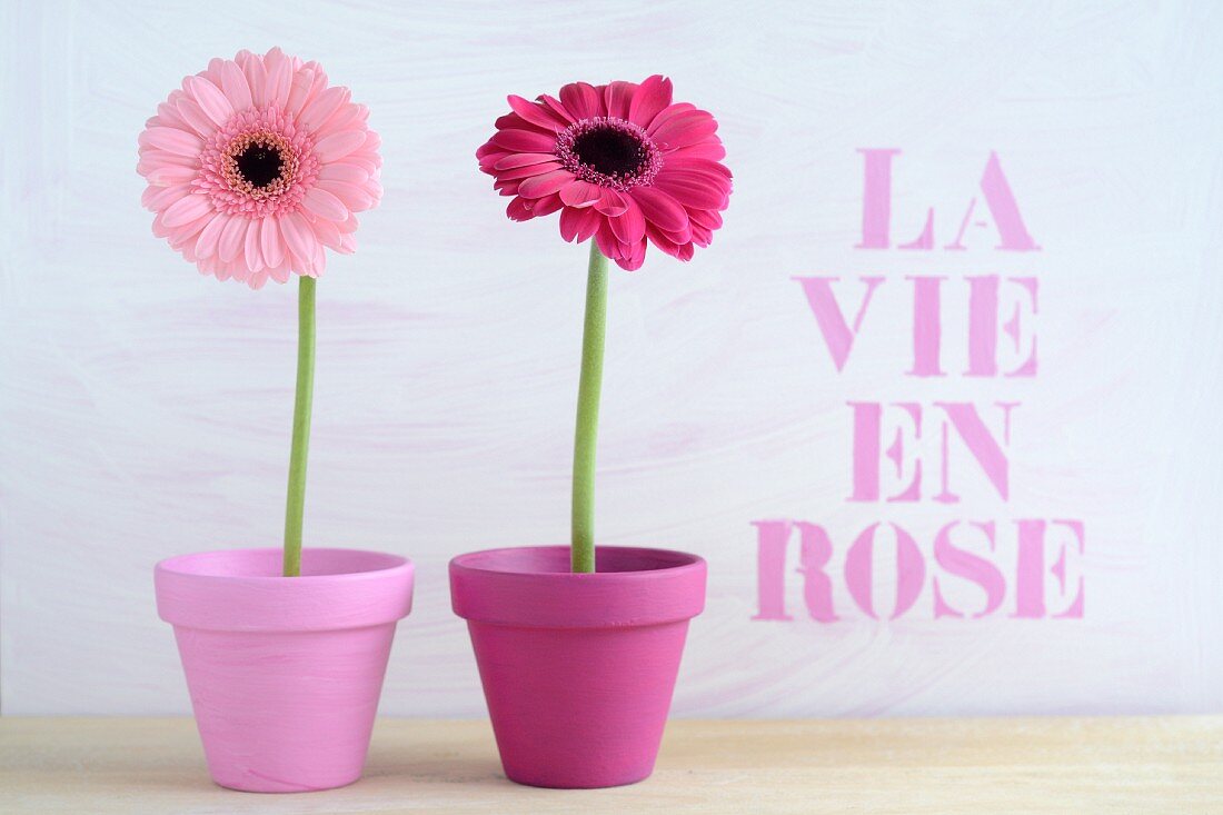 Two gerberas in pink flower pots