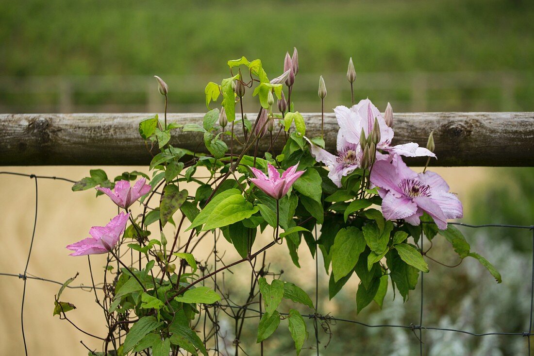 Blühende Clematis auf einem Drahtzaun im Garten