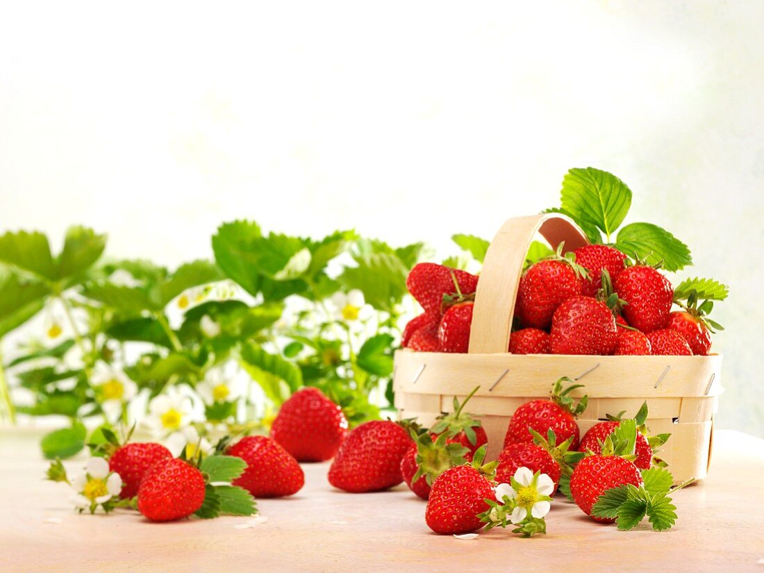 Frische Erdbeeren mit Blättern, Blüten und Spankorb