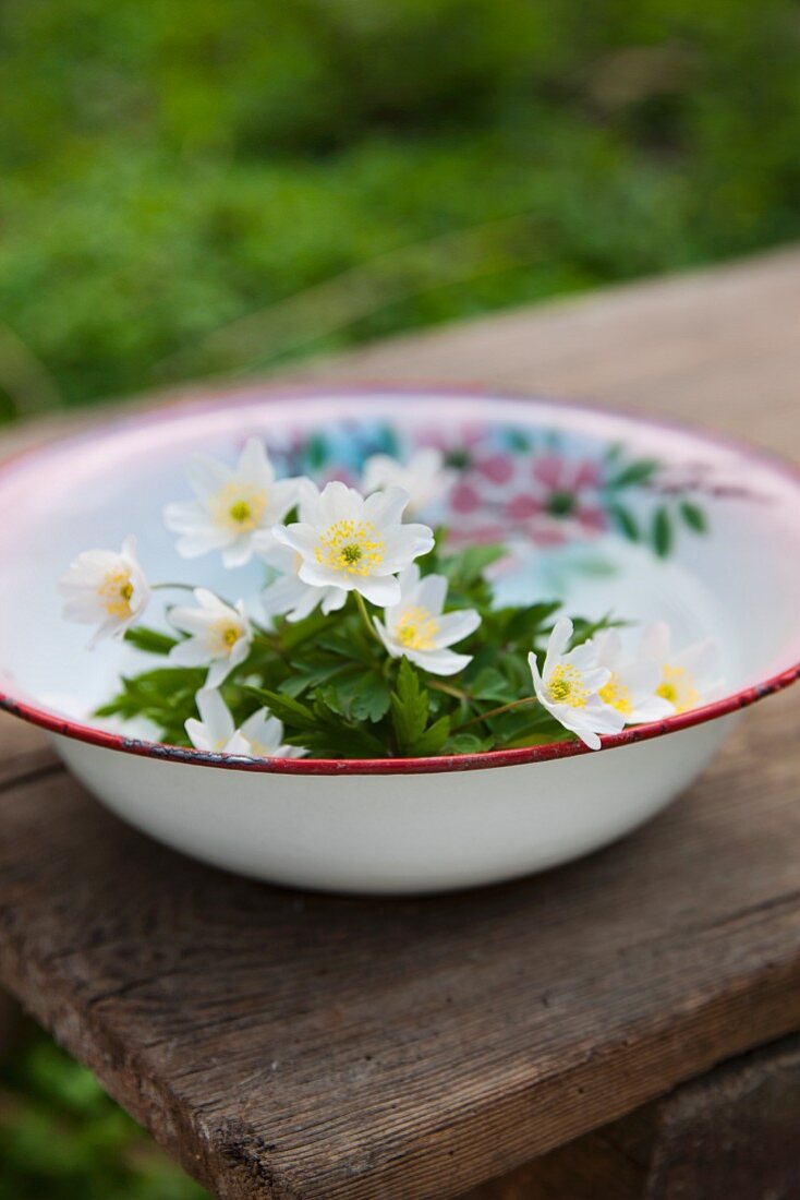 Anemones in old enamel bowl on wooden table in garden