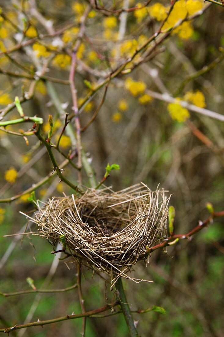 Leeres Vogelnest im Gestrüpp aus Wildrose und blühender Kornelkirsche