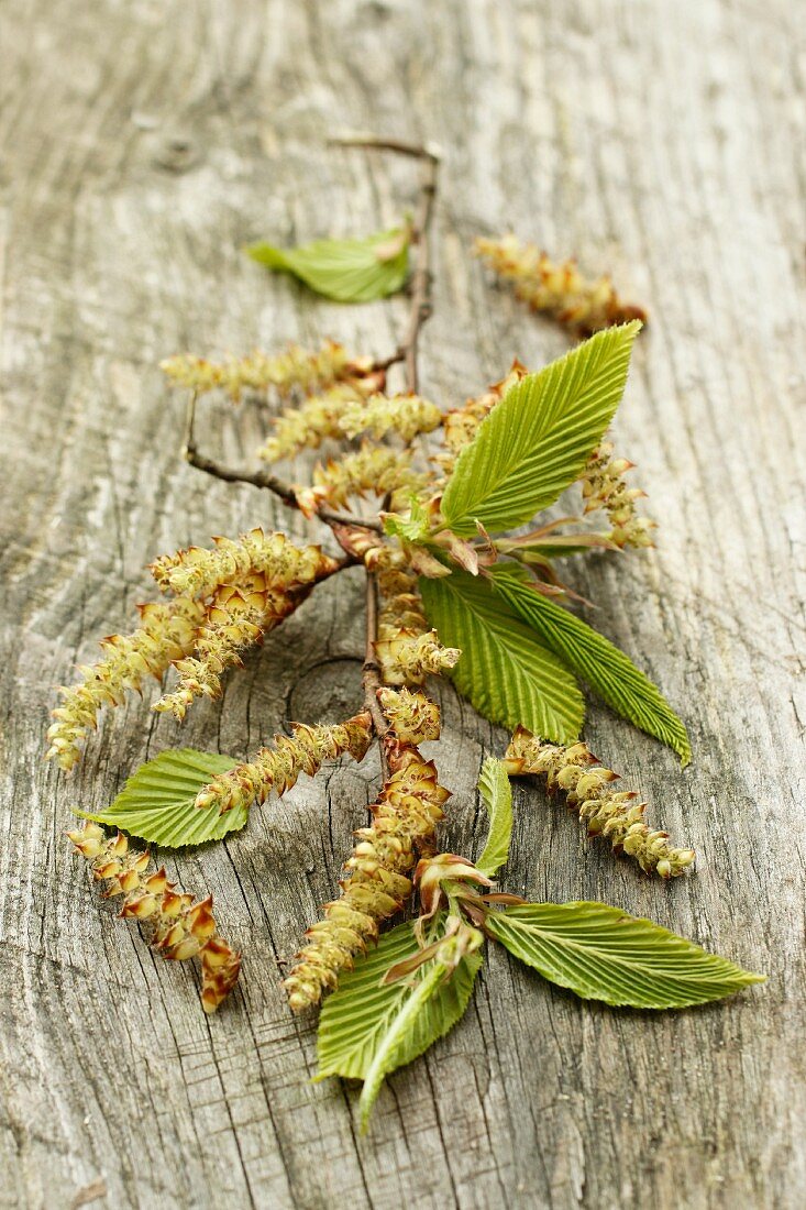 Beech catkins and leaves on a wooden surface
