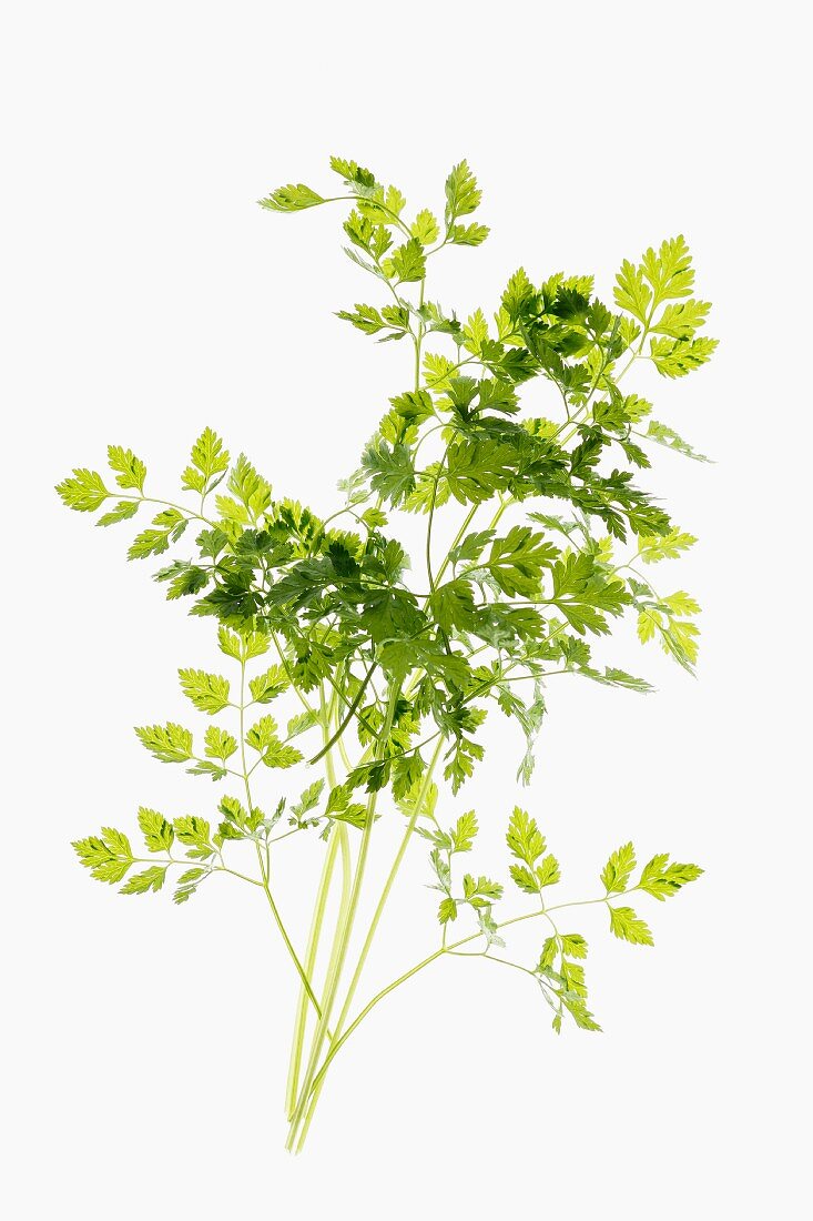 Fresh chervil