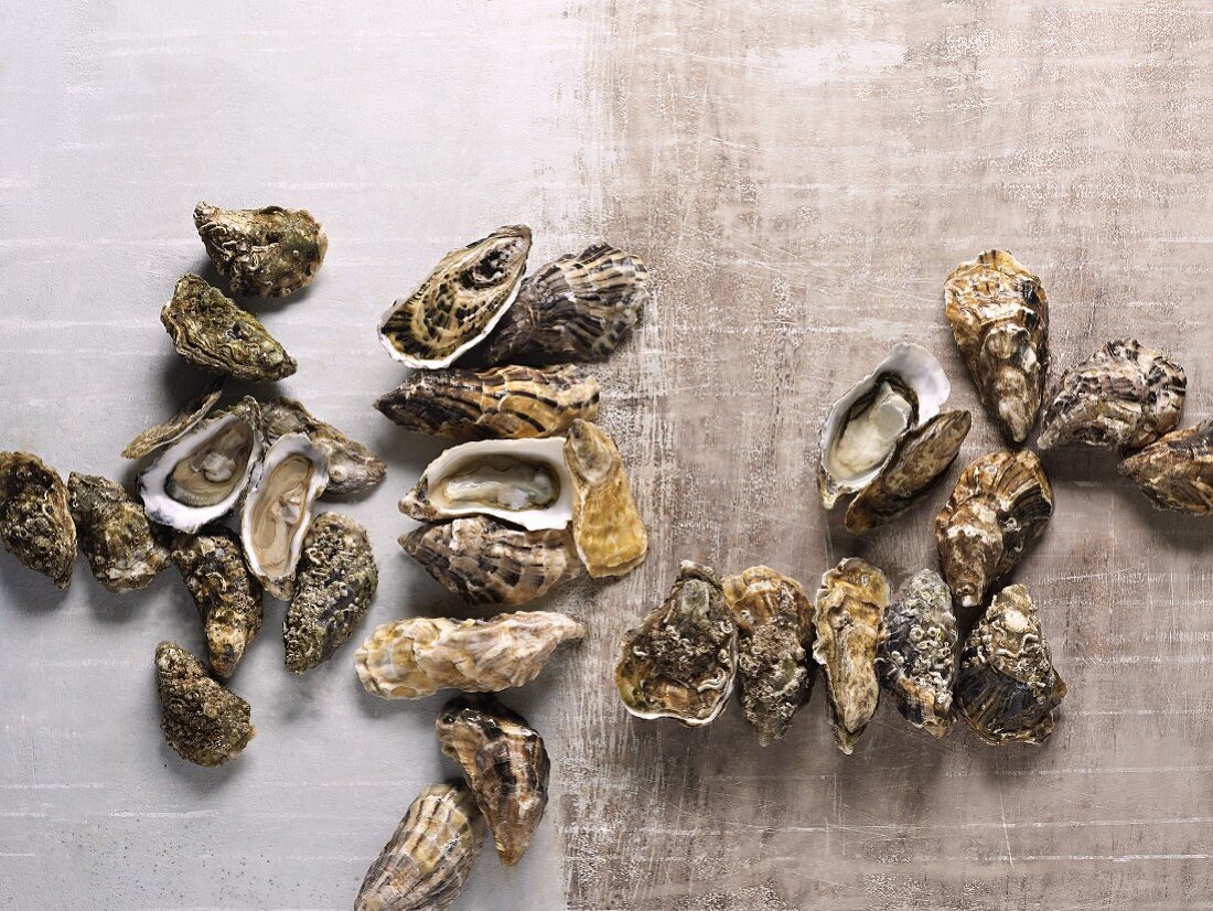 Assorted types of oyster (view from above)