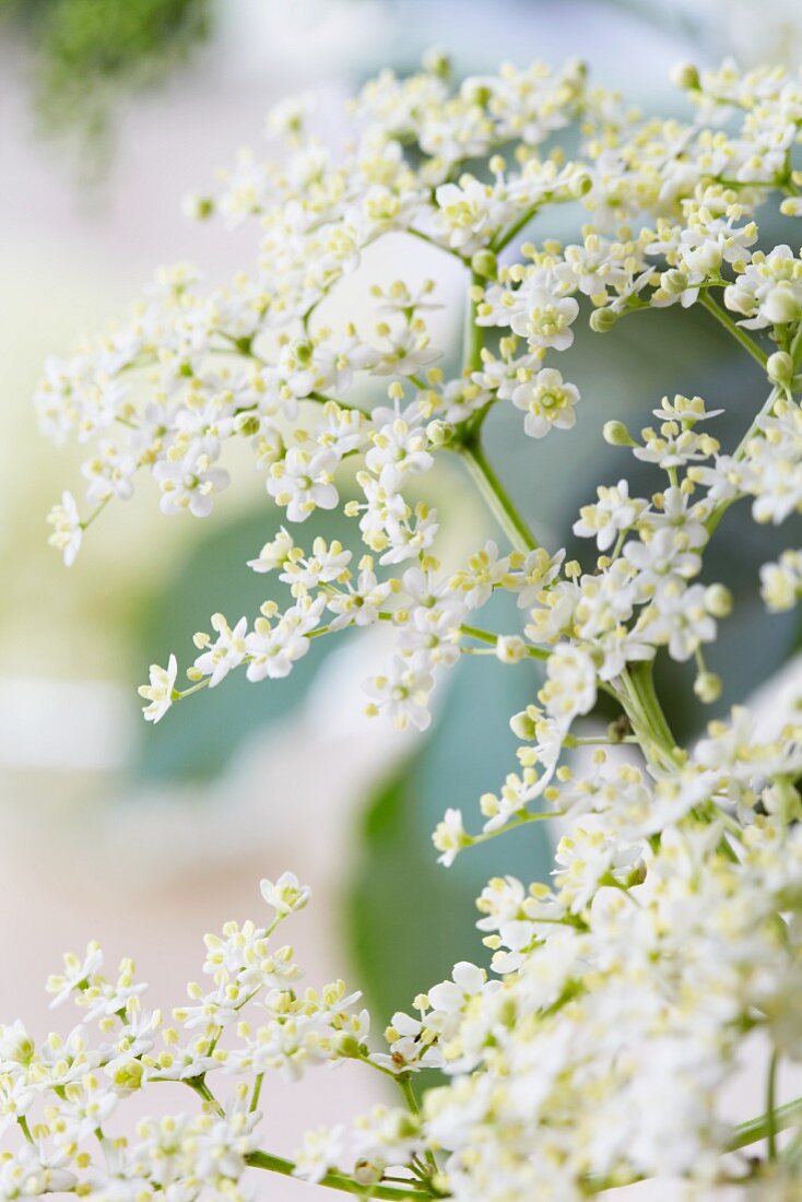 Holunderblüten, Nahaufnahme