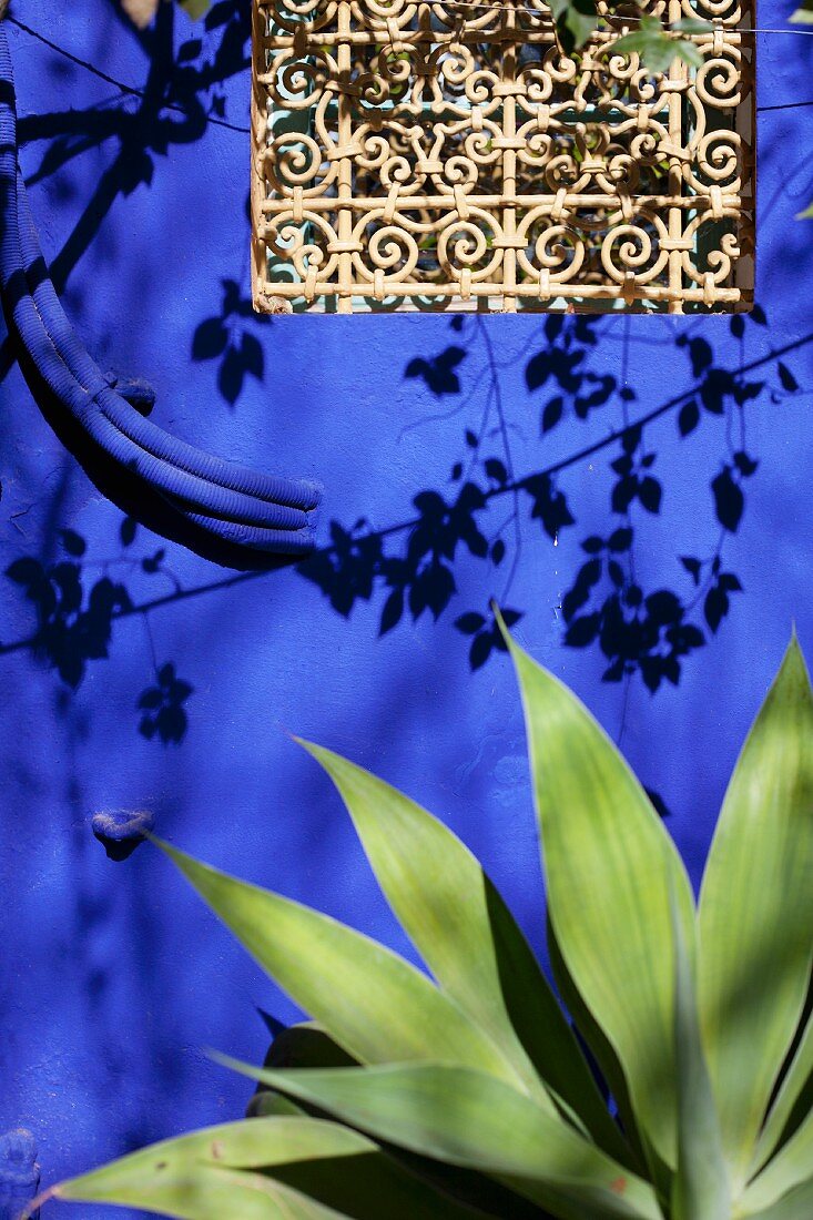 Agave in front of window in blue exterior wall