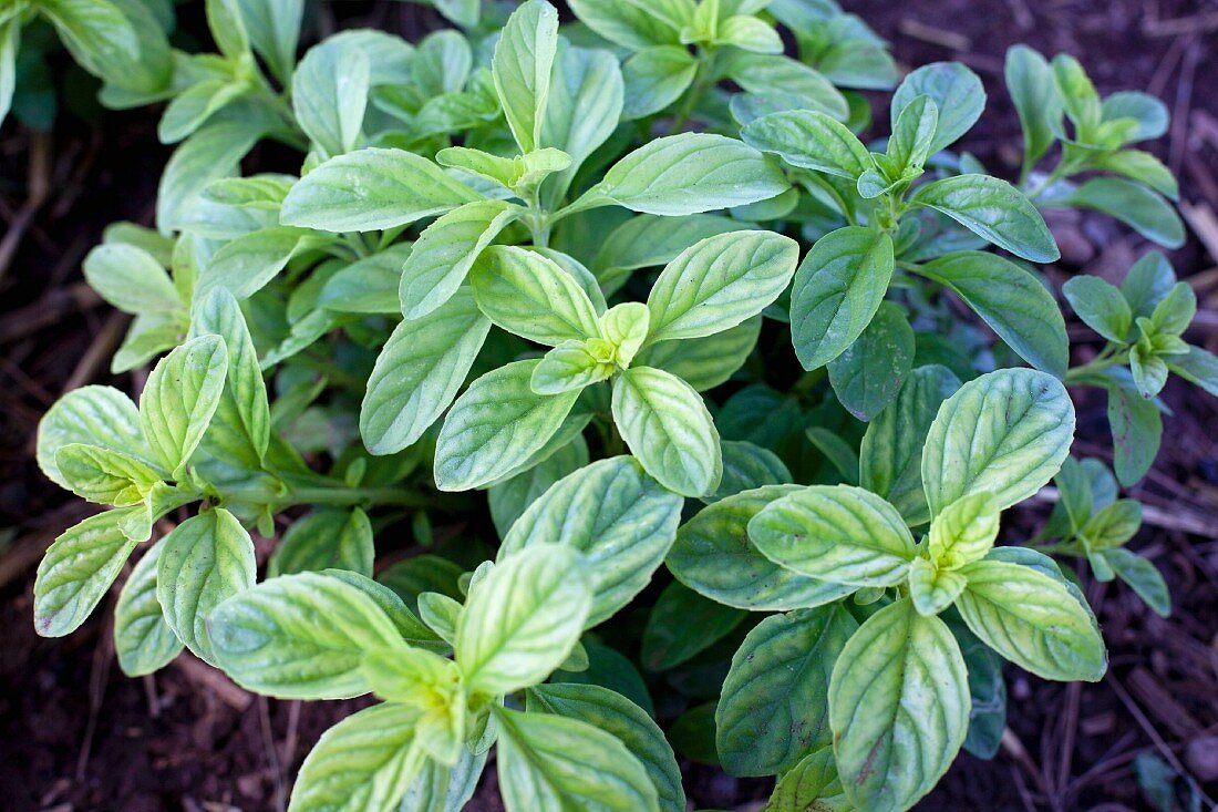 Frische Minze im Garten