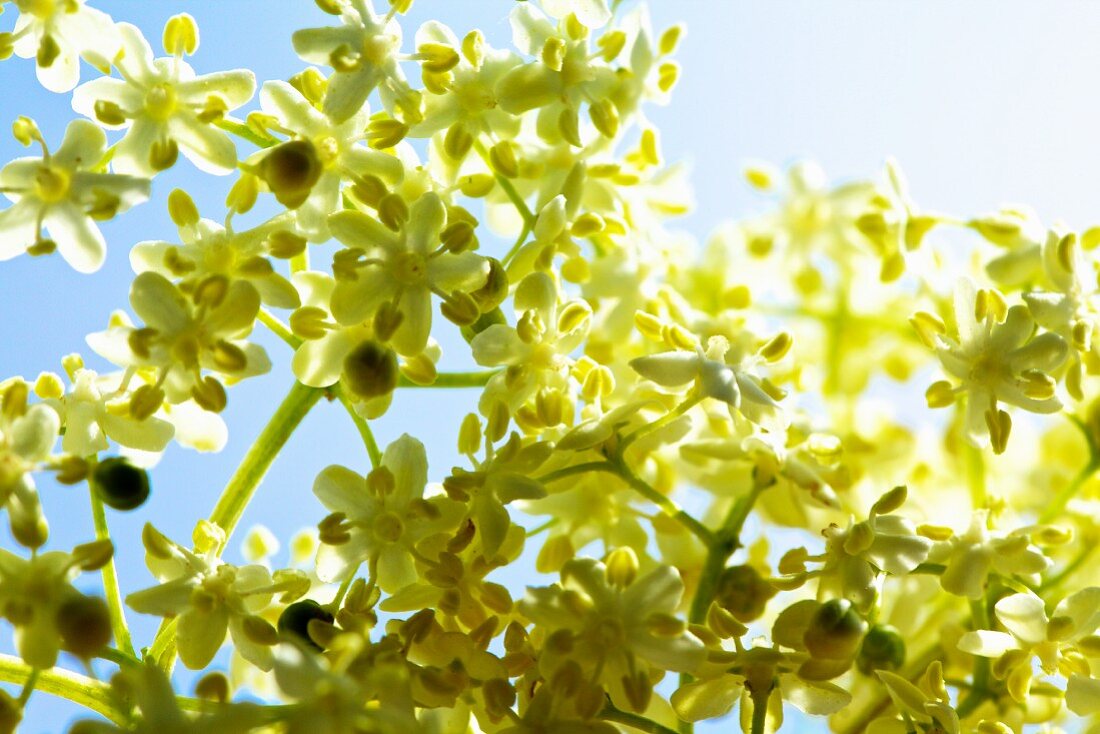 Elderflowers