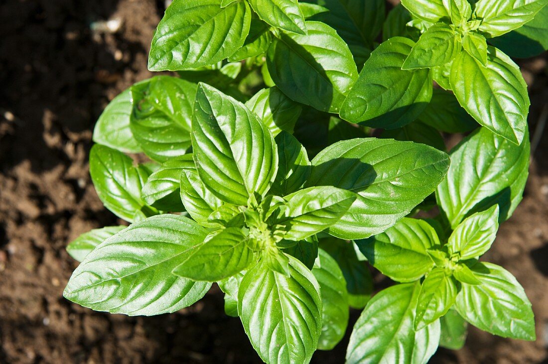 Basil growing in a bed in the garden (view from above)