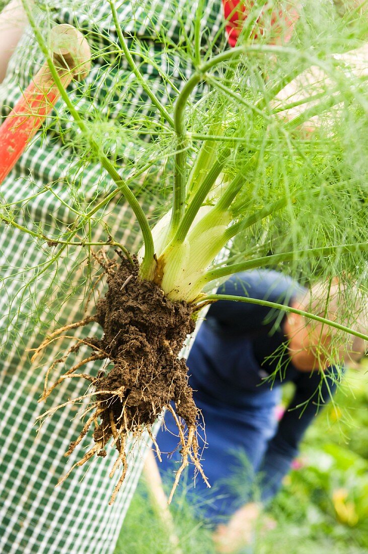 Fennel being harvested in the garden