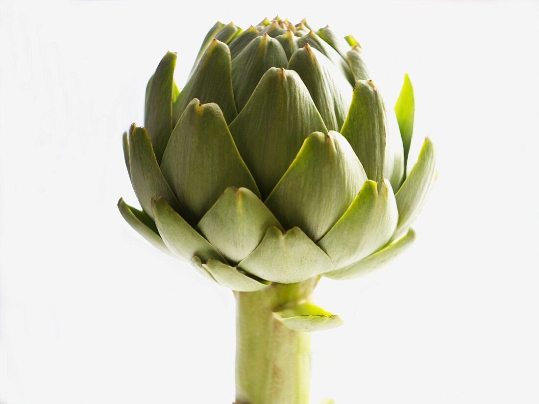 An artichoke