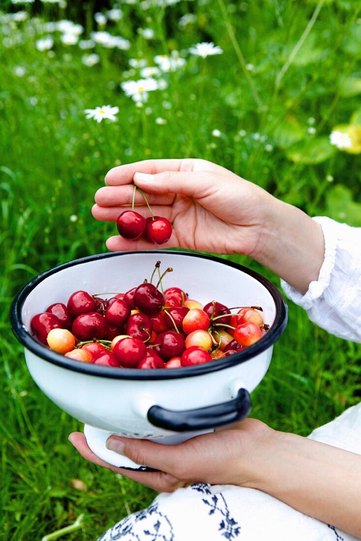 Young woman holding a colander with sweet cherries