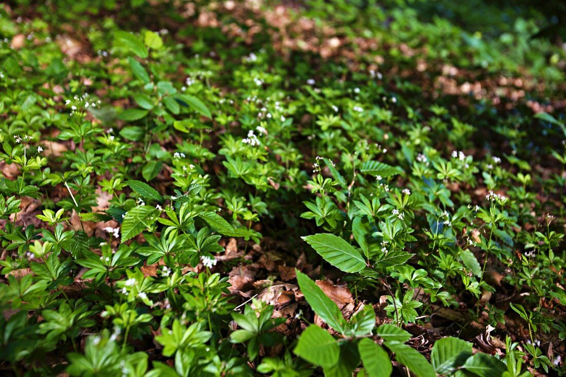 Woodruff in the forest