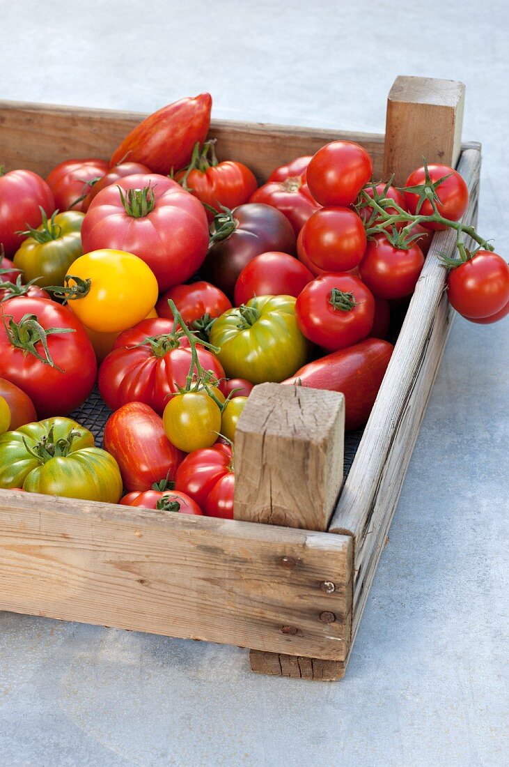 Verschiedene Tomaten in einer Steige