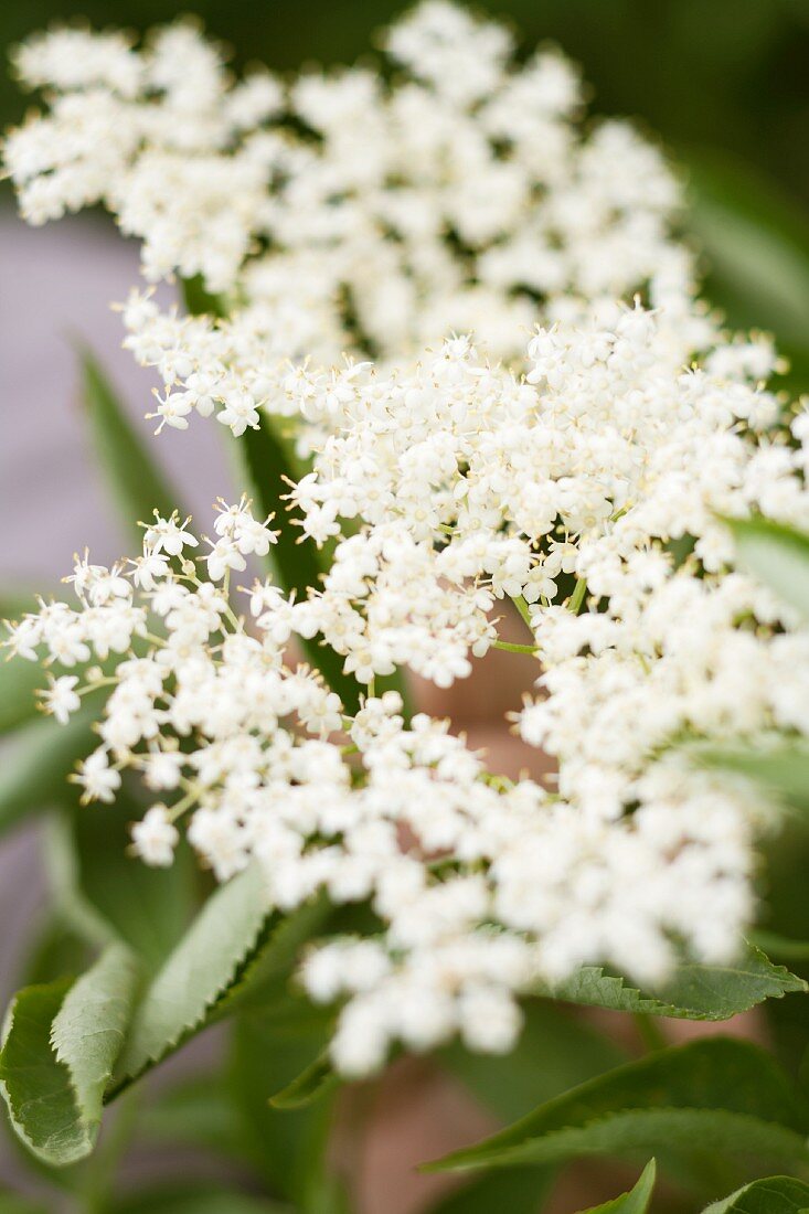 Elderflowers