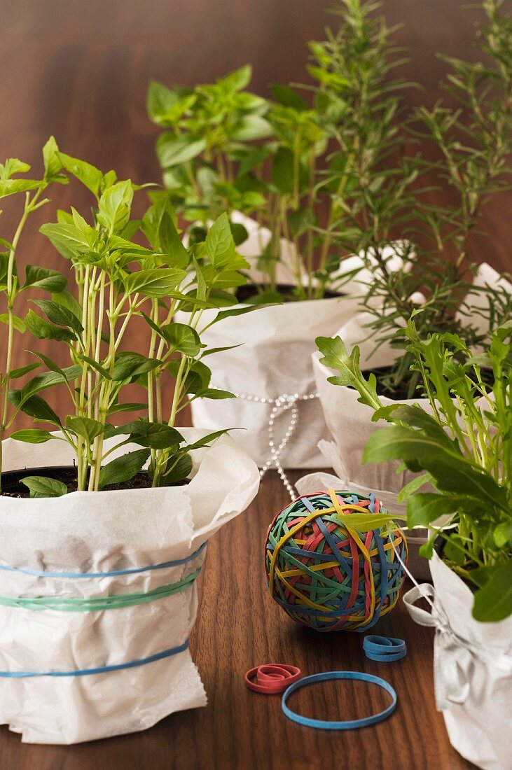 Assorted herbs in pots wrapped with paper and elastic bands as gifts
