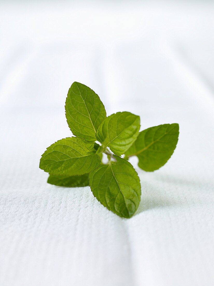 Sprig of Mint