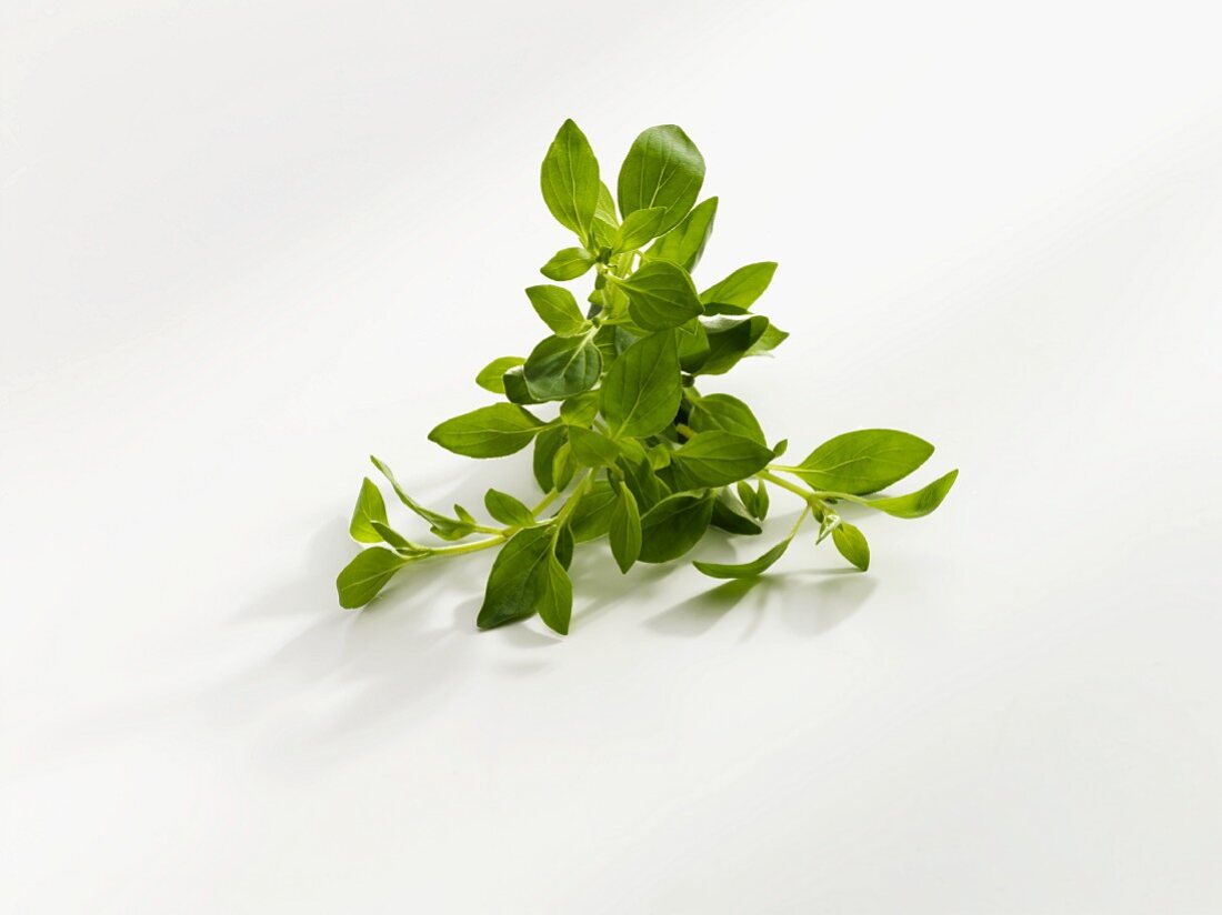 Marjoram on a white surface