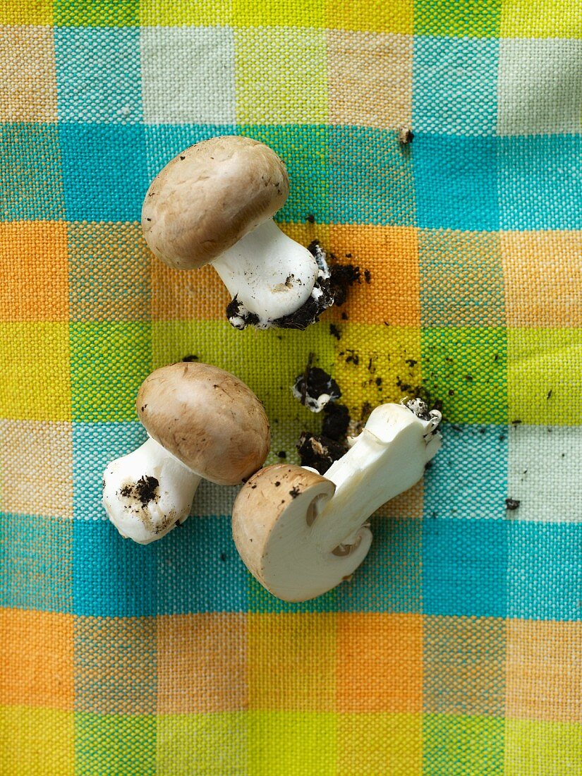 Frische braune Champignons mit Erde auf kariertem Tuch