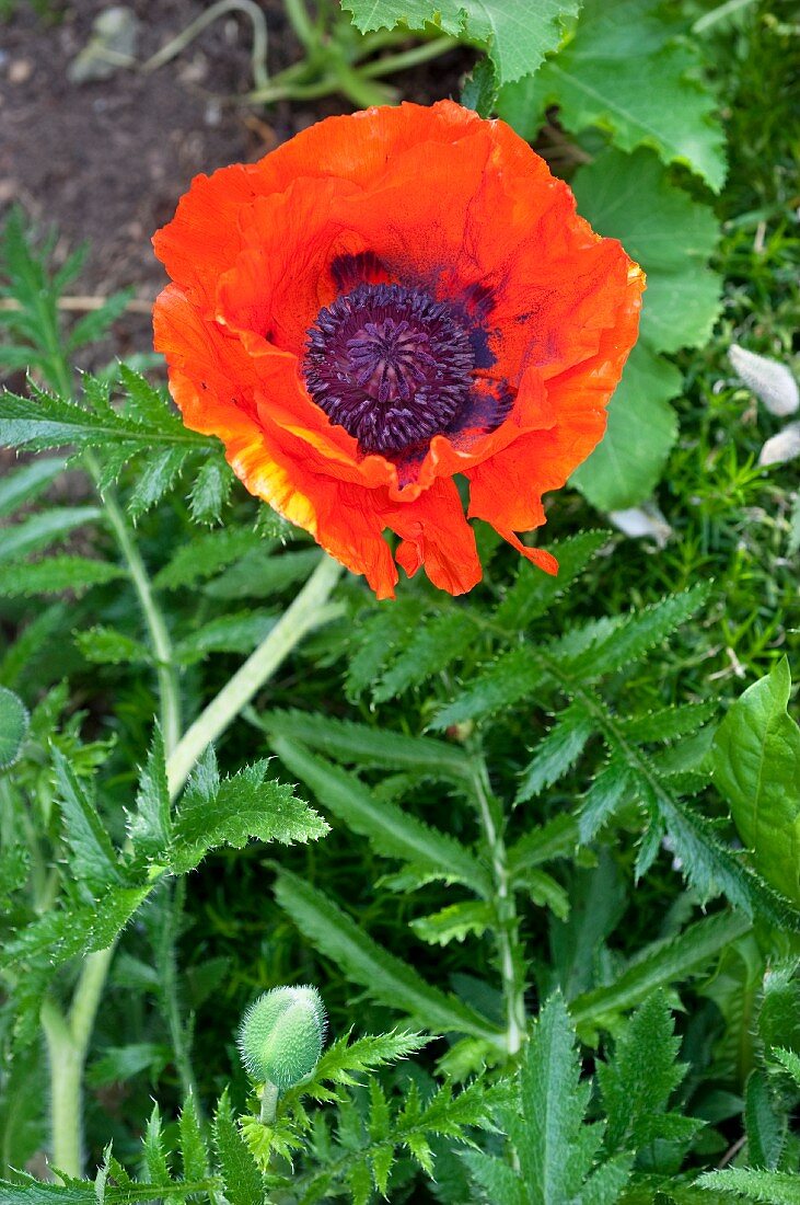 Vibrant red poppy flower