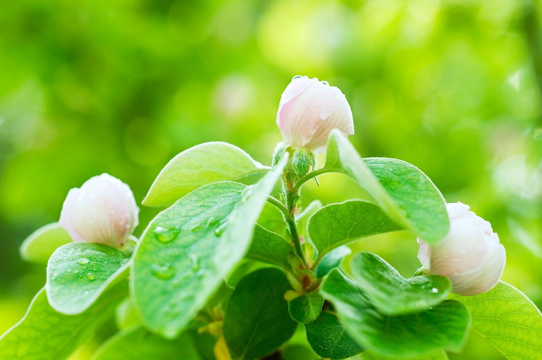 Quince flowers