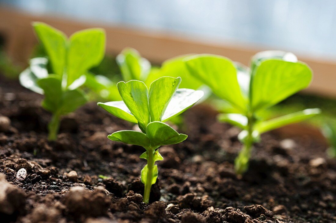 Broad bean plants