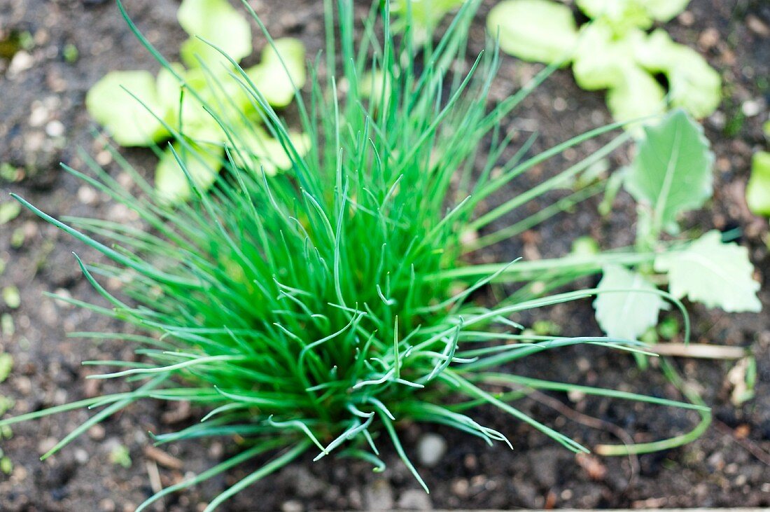 Schnittlauch im Garten