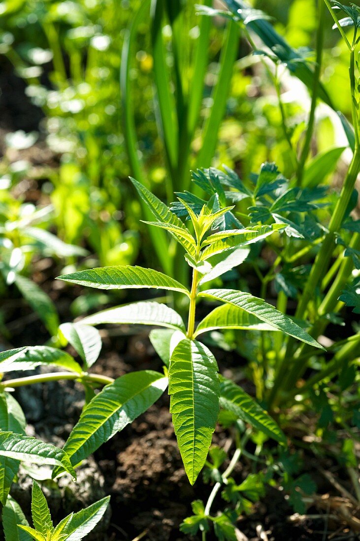 Lemon verbena in garden