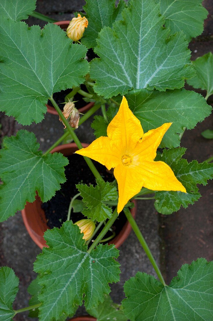 An open courgette flower