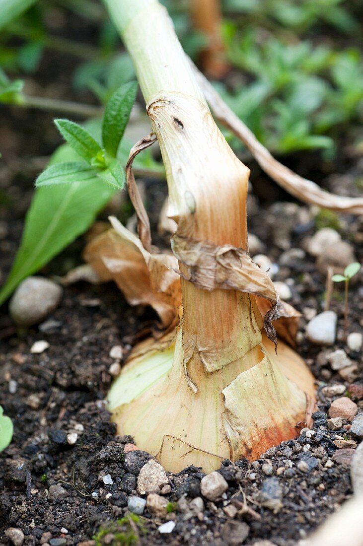 An onion growing in the ground
