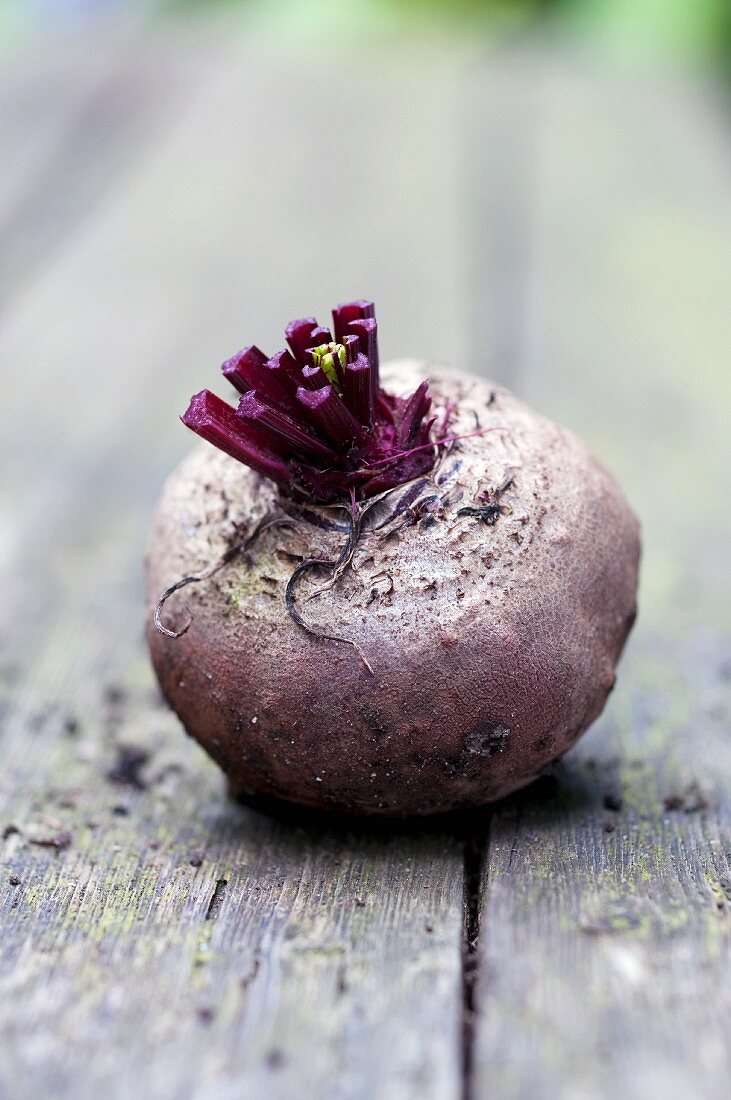 A freshly harvested beetroot