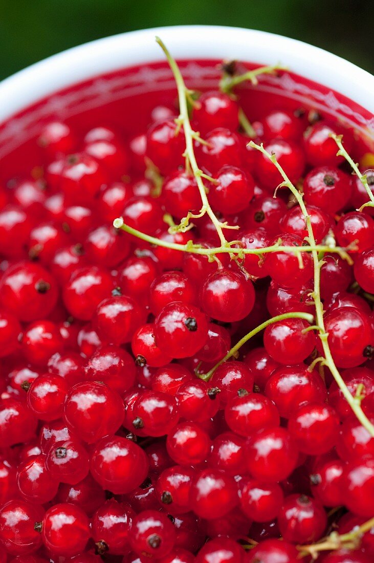 Rote Johannisbeeren in einer Schüssel