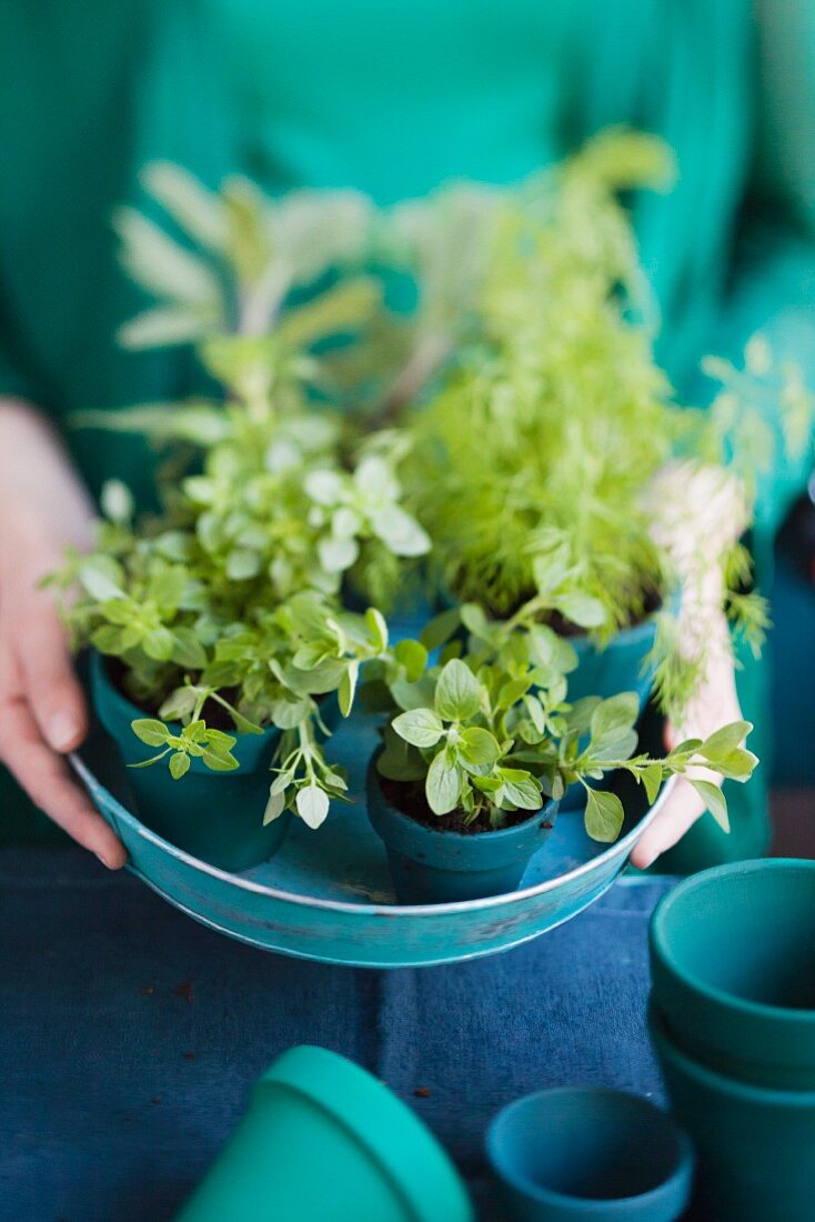 Kitchen herbs in small, turquoise flower pots