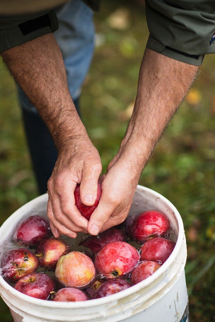 A Man Rinsing Fresh Picked Apples in a Bucket of Water