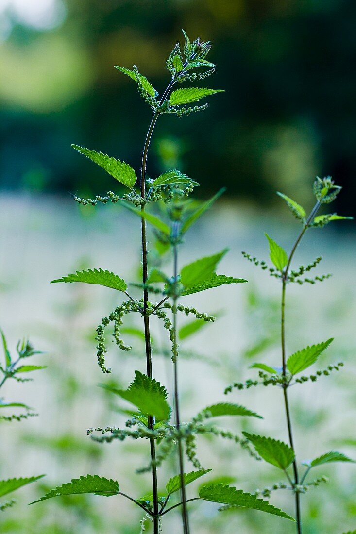 Stinging nettle plants in the park