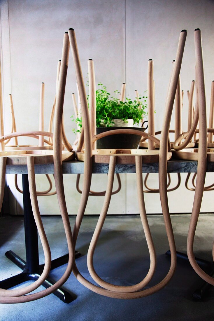 Pale wooden chairs upturned on table with house plant in tub