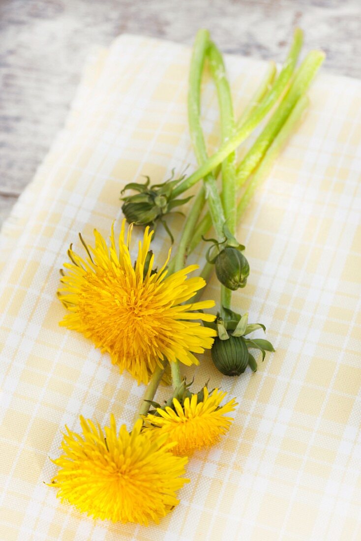 Löwenzahnblüten und -knospen auf gelbem Tuch auf Holz