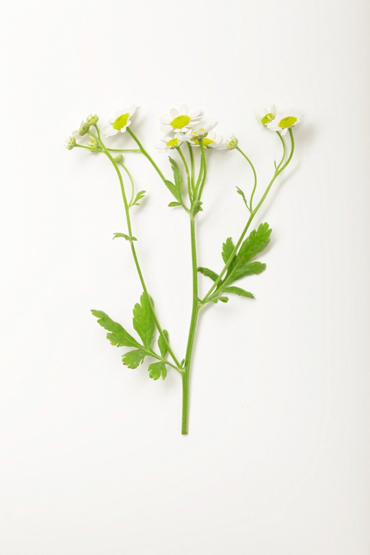 Flowering camomile on a white surface