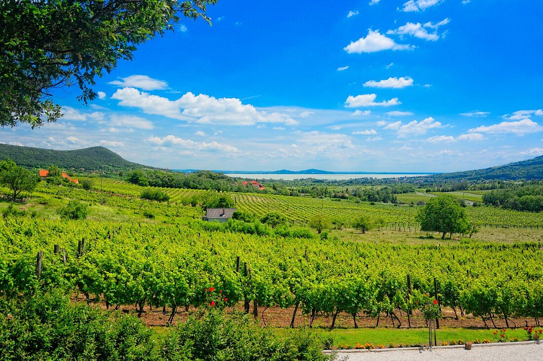 Pannoramablickt über das Weinbaugebiet Badacsony, Plattensee, Ungarn