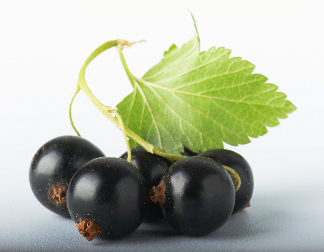 Mehrere schwarze Johannisbeeren mit Blättchen