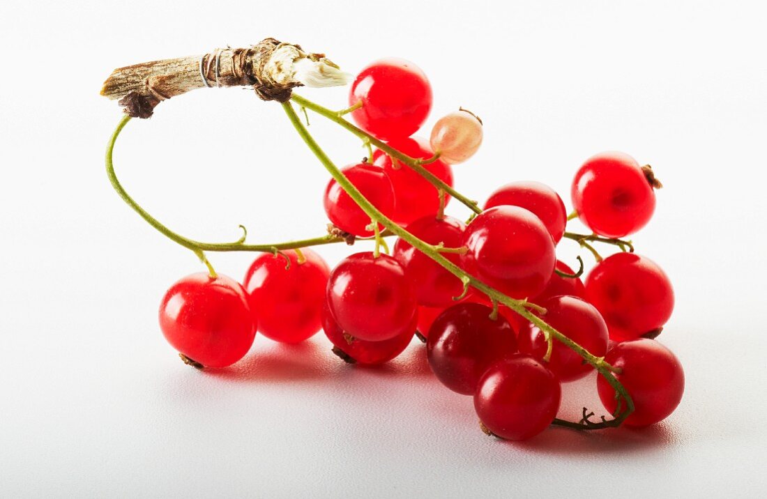 Redcurrants on the stalk against a white background