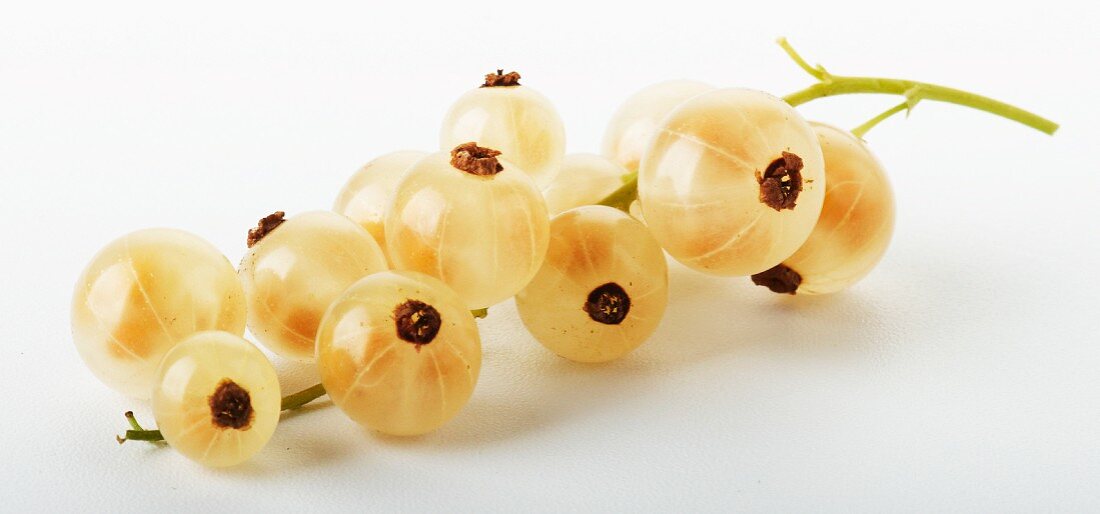 Whitecurrants on the stalk against a white background