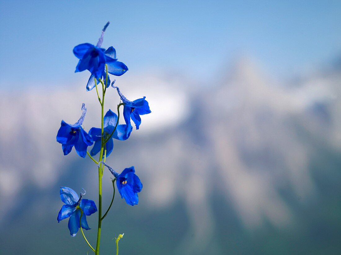 Blaue Alpen-Akelei