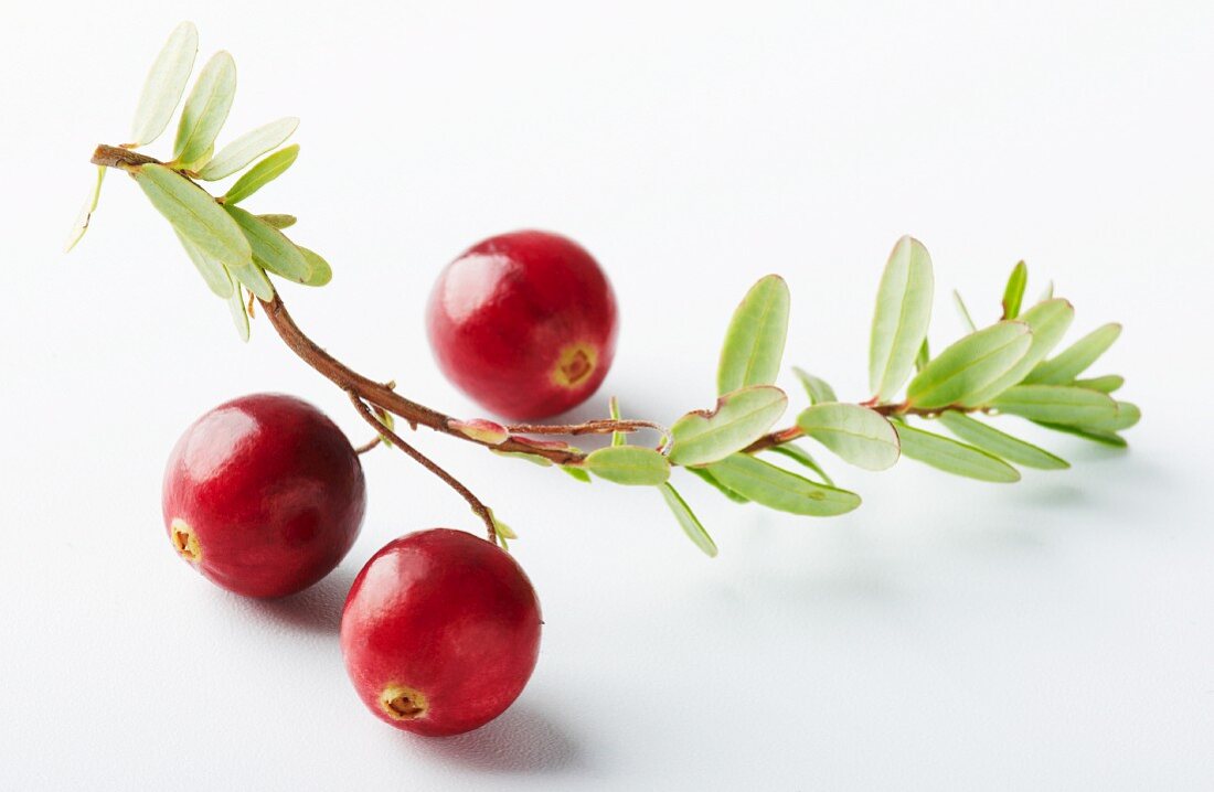 Cranberries on the stalk against a white background