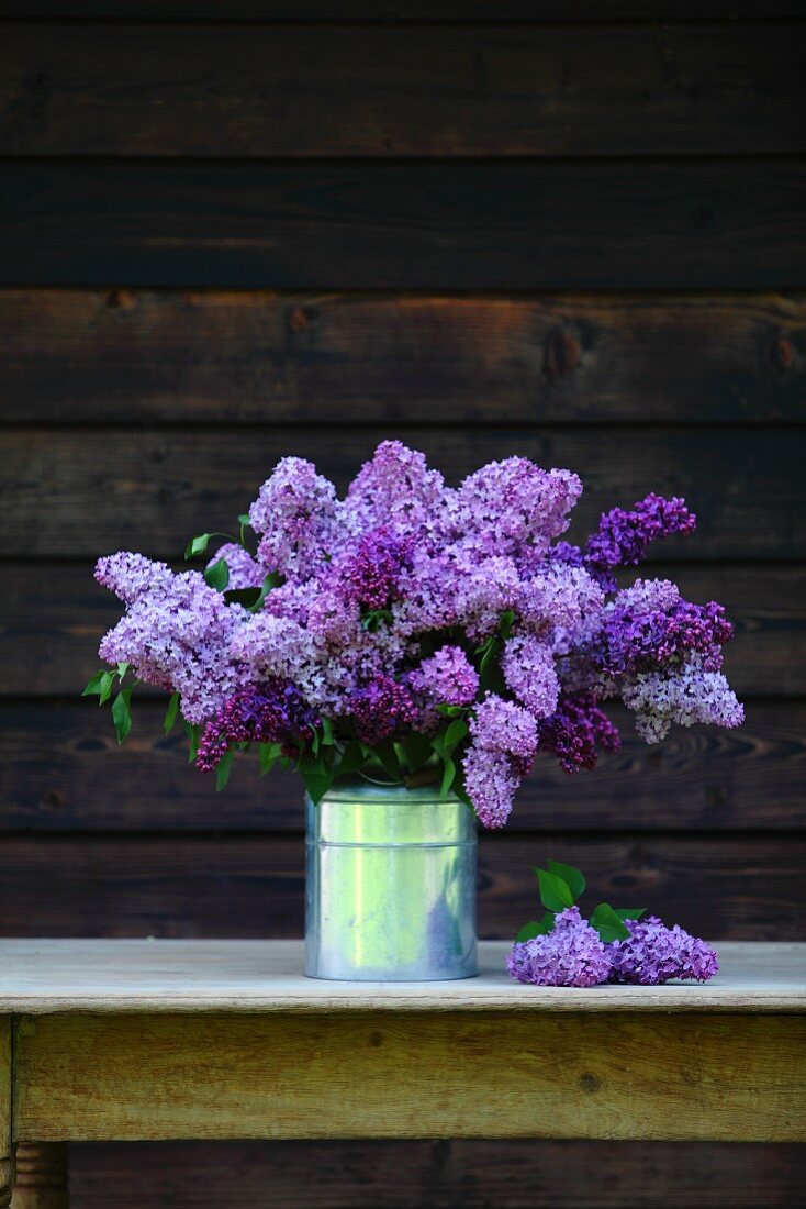 A bouquet of purple lilac in a milk can