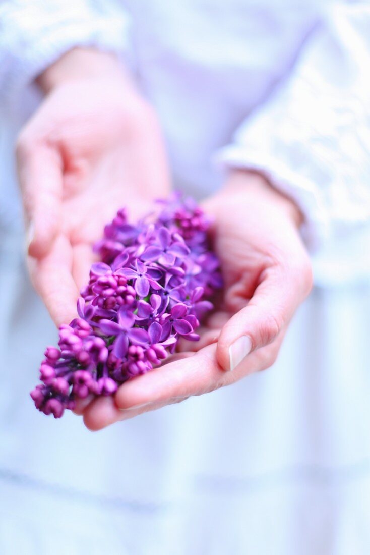 Hands holding purple lilac flower