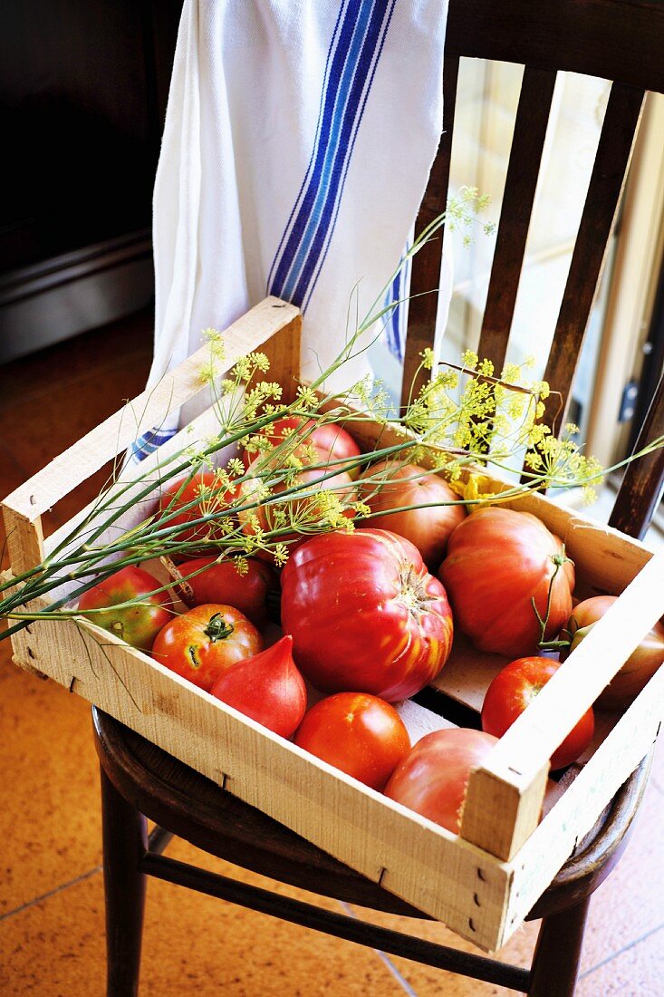 Freshly harvested tomatoes and dill flowers in a crate