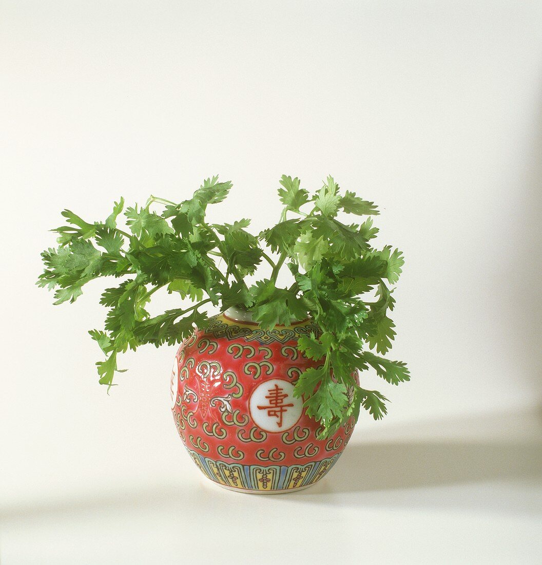 Frischer Koriander in chinesischer Vase