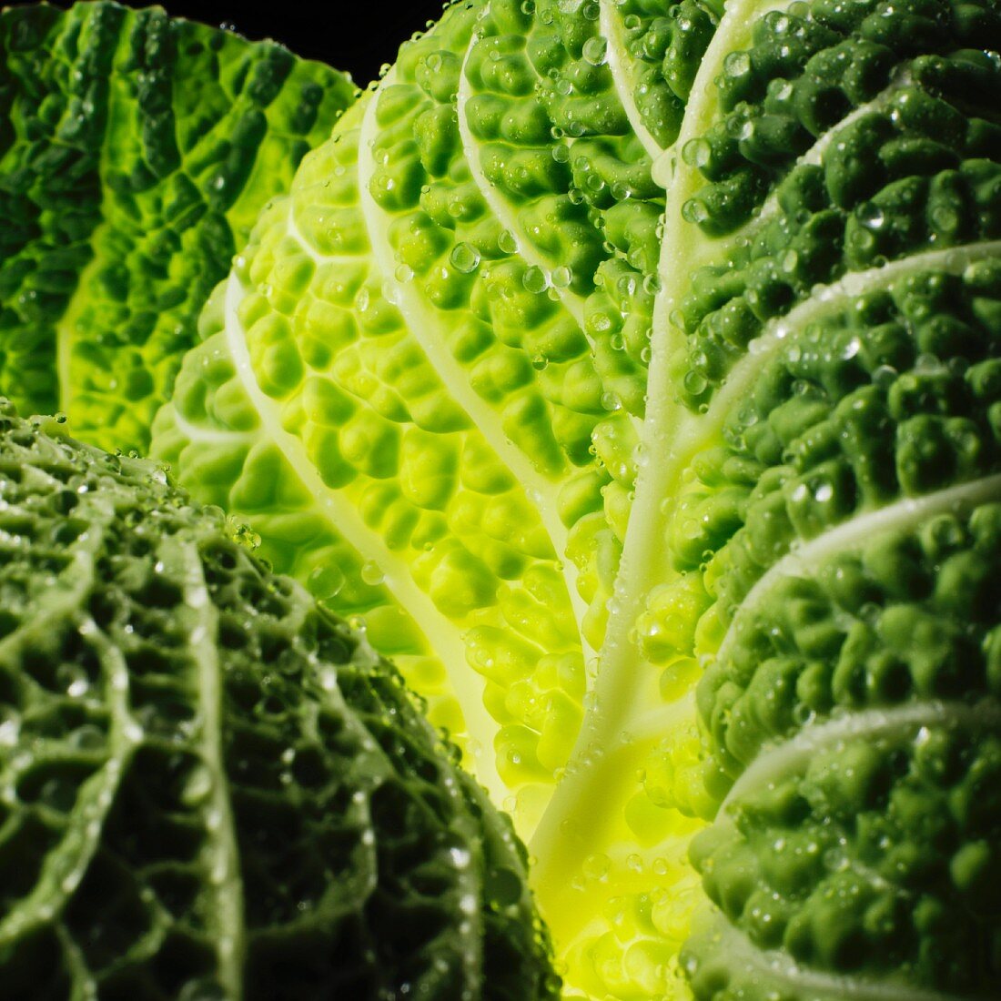 Savoy cabbage leaf (close-up)