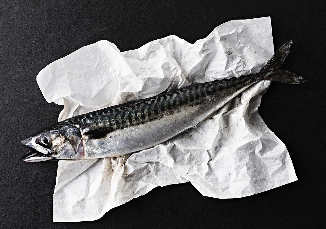 Whole fresh mackerel on crumpled white paper